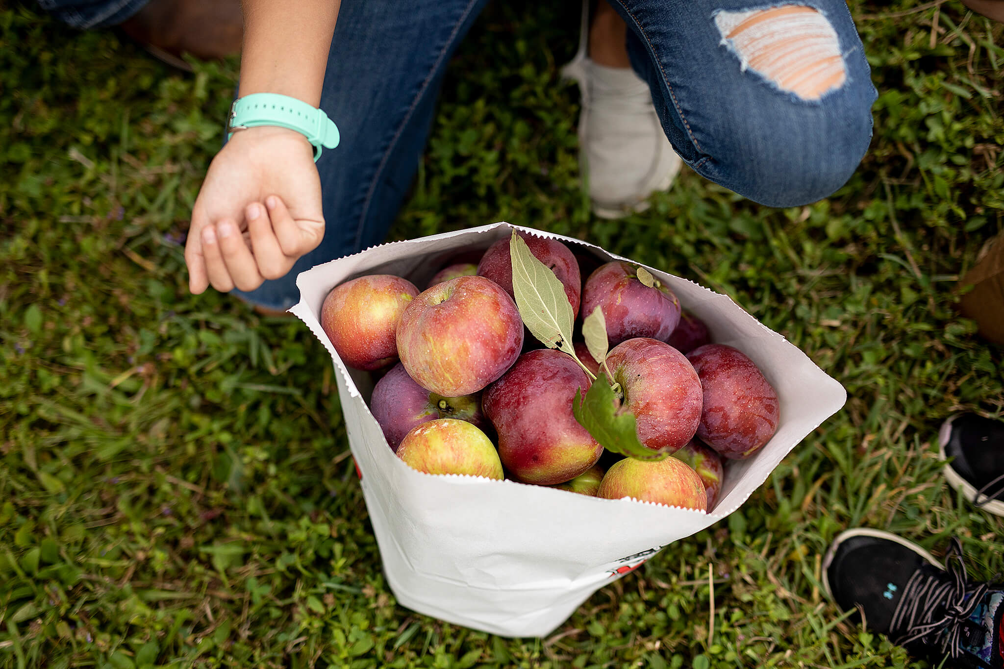 Bag full of apples