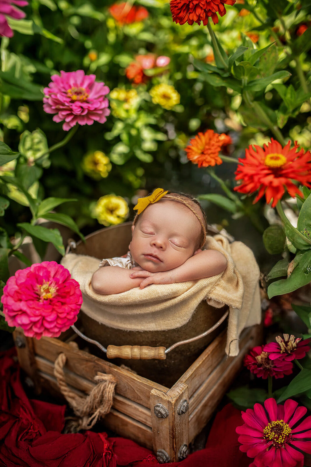 newborn baby girl in a little bucket in a zinnia garden